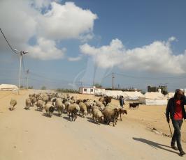 مواطن يرعى الاغنام قرب مخيم العودة شرق قطاع غزة ‫(1)‬ ‫‬.JPG