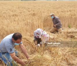 حصاد القمح (12).jpg