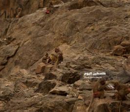 حجاج بيت الله الحرام يطعمون الحيوانات الفواكه ‫(38535683)‬ ‫‬.jpeg