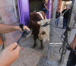  اضاحي امام منازلهم استعداد لذبحها ‫(38535683)‬ ‫‬.JPG