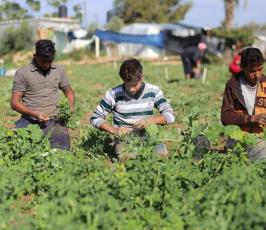 مزارعون فلسطينيون يحصدون البازلاء  ‫(44433932)‬ ‫‬.JPG