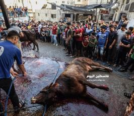 ذبح أضاحي2020 ‫(61795404)‬ ‫‬.jpg