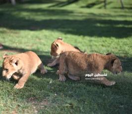 اشبال رفح ‫(302713029)‬ ‫‬.JPG