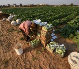كوسا ‫(1)‬ ‫‬.jpg