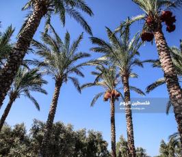 موسم قطف ثمار البلح فى غزة ‫(1)‬.JPG