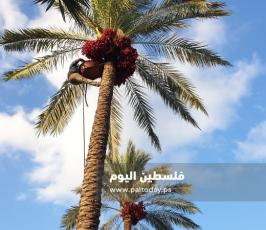 جني ثمار البلح في دير البلح (2).jpg