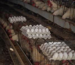 مزارع بيض ‫(293561228)‬ ‫‬.jpg