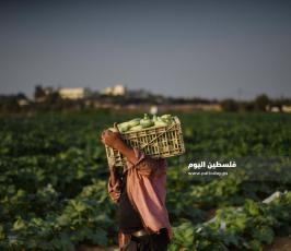 كوسا ‫(273277253)‬ ‫‬.jpg