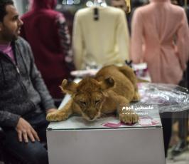 اسد1 ‫(322583030)‬ ‫‬.jpg