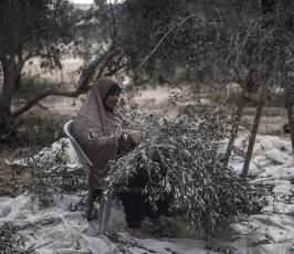 موسم قطف الزيتون ‫(43057670)‬ ‫‬.jpg