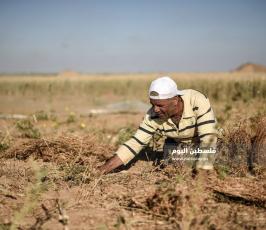 جنى العدس ‫(224350085)‬ ‫‬.jpg