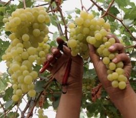 موسم حصاد العنب بقطاع غزة