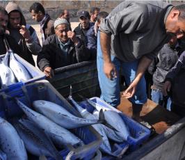 بالصور:أسماك التونة لأول مرة وبكثرة في غزة