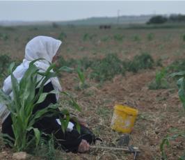 بالصور:رغم الحصار.. مزارعون يفلحون أرضهم ويزرعونهاصور