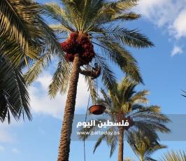 جني ثمار البلح في دير البلح (24).jpg