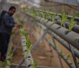 الأخوان أبو دقة مهندسان يُنبتان الخس بـالزراعة المائية ‫(43713033)‬ ‫‬.jpeg