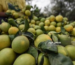 قطف حمضيات  ‫(65330677)‬ ‫‬.jpg