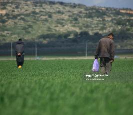 الفطر البري  (1).jpg