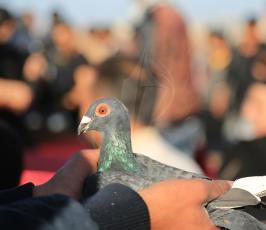  سباق للحمام الزاجل في ميناء غزة  ‫(1)‬.JPG