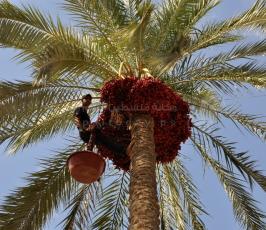 جنى البلح