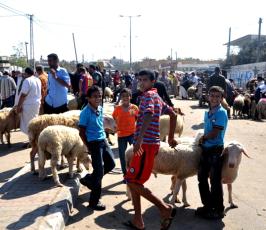 قبيل ساعات من عيد الاضحى مواطنون غزيون ينهالون على شراء الاضاحى