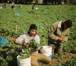 مزارعون فلسطينيون يحصدون البازلاء  ‫(44433927)‬ ‫‬.JPG
