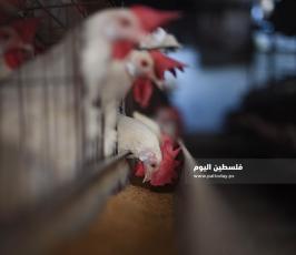 مزارع بيض ‫(293561227)‬ ‫‬.jpg