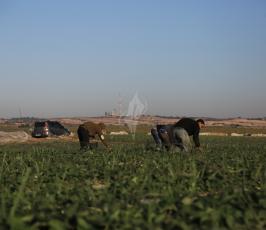 قطف ثمار الذهب الأحمر ‫(38470155)‬ ‫‬