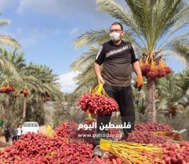 ثمار البلح (17).jpg