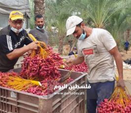 ثمار البلح (21).jpg