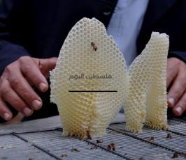 العلاج بسم ولسعات النحل