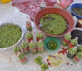 عدسة "فلسطين اليوم" تواكب قطف الزيتون .. من الشجرة إلى زيت الزيتون