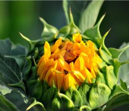 زهرة عباد الشمس تتألق