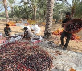 جنى ثمار البلح  ‫(29680010)‬ ‫‬