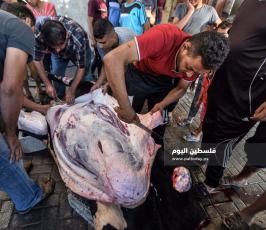 اضاحي2109 ‫(353136766)‬ ‫‬.jpg