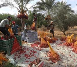 جنى ثمار البلح  ‫(29680011)‬ ‫‬
