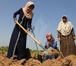 صور زراعة اشتال الزيتون على الحدود  ‫(38273545)‬ ‫‬.JPG