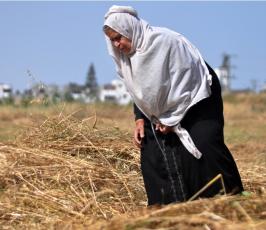 بالصور:عدسة فلسطين اليوم ترافق مزارع فلسطيني في موسم حصاد القمح في غزة