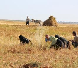 بالصور:عدسة فلسطين اليوم ترافق مزارع فلسطيني في موسم حصاد القمح في غزة