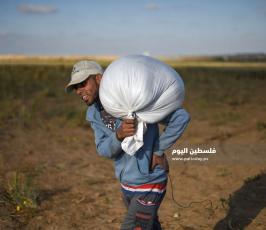 جنى العدس ‫(224350100)‬ ‫‬.jpg