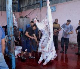 الجهاد تنفذ مشروع أضاحي العيد بغزة