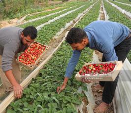 فراولة  (14).jpg