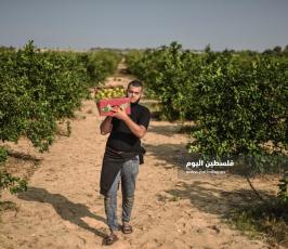 قطف حمضيات  ‫(65330698)‬ ‫‬.jpg