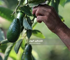 قطف ثمار الافوكادو  (4).jpg