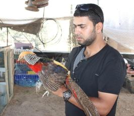 طيور الزينة