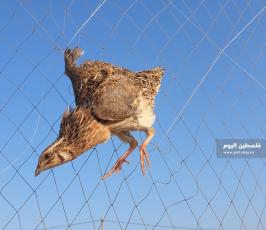 صيد السمان في دير البلح (11).jpeg