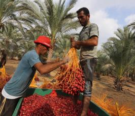 جنى ثمار البلح  ‫(29680013)‬ ‫‬