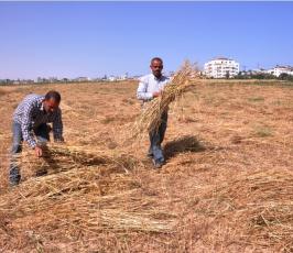 بالصور:عدسة فلسطين اليوم ترافق مزارع فلسطيني في موسم حصاد القمح في غزة