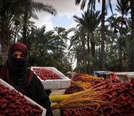 قطف البلح