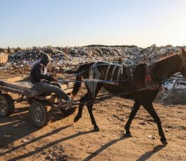 فلسطيني يجمع البلاستيك ومواد قابلة للاستخدام  من مكب للنفايات ‫(37749263)‬ ‫‬